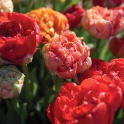 Gudoshnik Double -Garden Seed Shop 04448 03 gudoshnickdouble