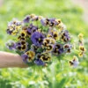 Frizzle Sizzle Yellow-Blue Swirl -Garden Seed Shop 04453 01 frizzlesizzle