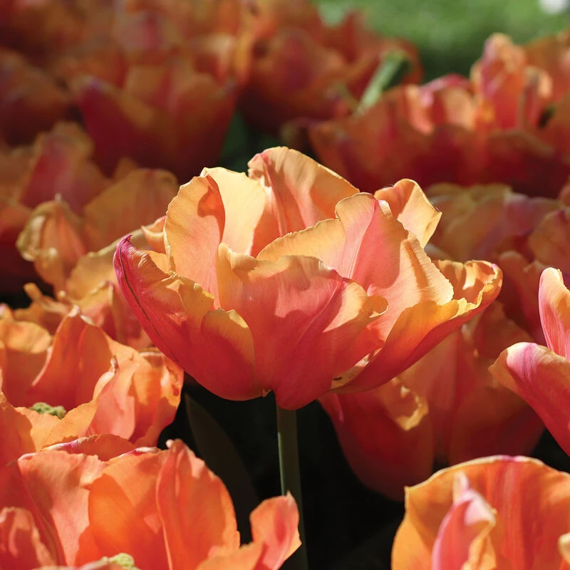 Astronaut Andre Kuipers 4 Astronaut Andre Kuipers - Image 2