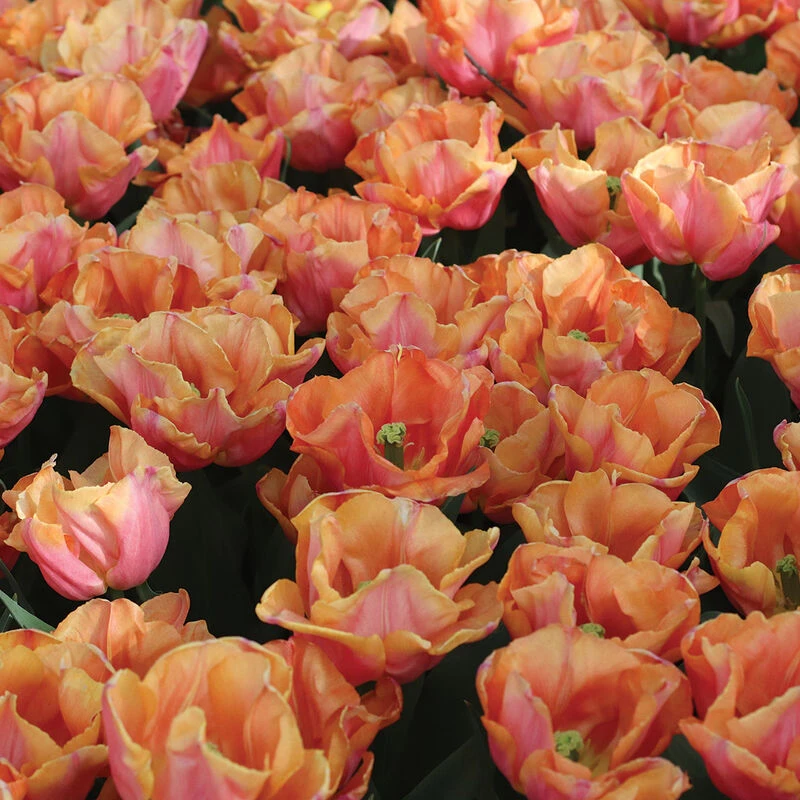 Astronaut Andre Kuipers 5 Astronaut Andre Kuipers - Image 3