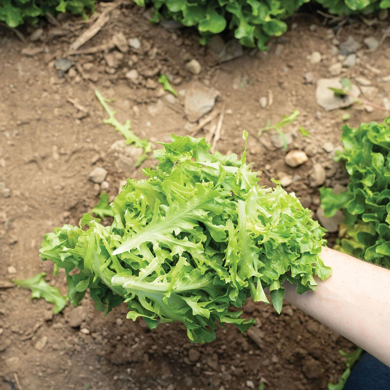 Hampton 4 Hampton - Image 2