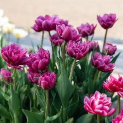 Margarita -Garden Seed Shop 04556 03 margarita