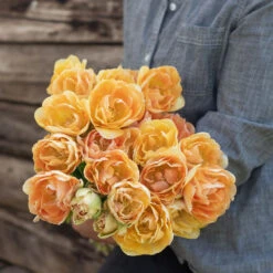 Charming Beauty -Garden Seed Shop 04561 03 charming beauty