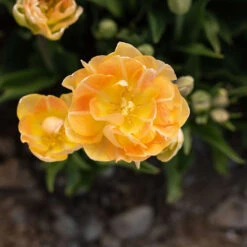 Charming Beauty -Garden Seed Shop 04561 04 charming beauty