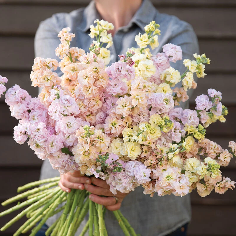 Iron Pastel Mix 3 Iron Pastel Mix