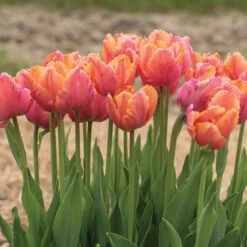 Amazing Parrot -Garden Seed Shop 04730 03 amazingparrot