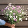 Paper Flower Double Mixture -Garden Seed Shop 04763 01 paperflower mix