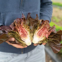 Volcana -Garden Seed Shop 04765jp 01 volcana mini lettuce