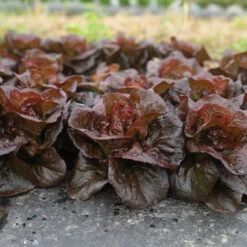 Volcana -Garden Seed Shop 04765jp 02 volcana mini lettuce