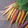 Glow Stix Sunrise Mix -Garden Seed Shop 04767 01 glow stix sunrise mix carrot