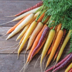 Glow Stix Sunrise Mix