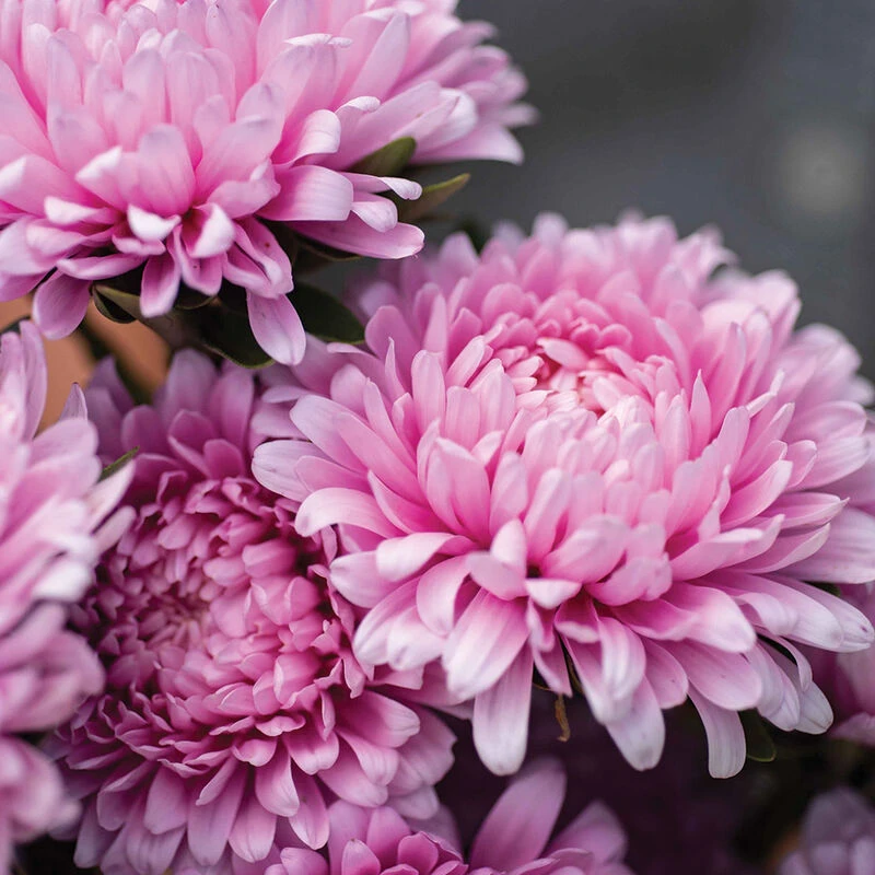 Miss Europe Resist 4 Miss Europe Resist - Image 2