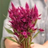Celway™ Purple 2 Celway™ Purple -Garden Seed Shop 04817 01 celway purple