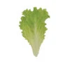 Marilisa -Garden Seed Shop 04839g 01 marilisa babyleaf lettuce