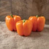 SVPB8500 -Garden Seed Shop 04895 01 svpb8500 colored bell pepper