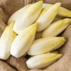 Bingo 1 Bingo -Garden Seed Shop 04899 01 bingo belgian endive