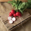 Donato -Garden Seed Shop 04910 01 donato red round radish