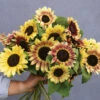 Summer Lovin -Garden Seed Shop 04922 01 summer lovin sunflower