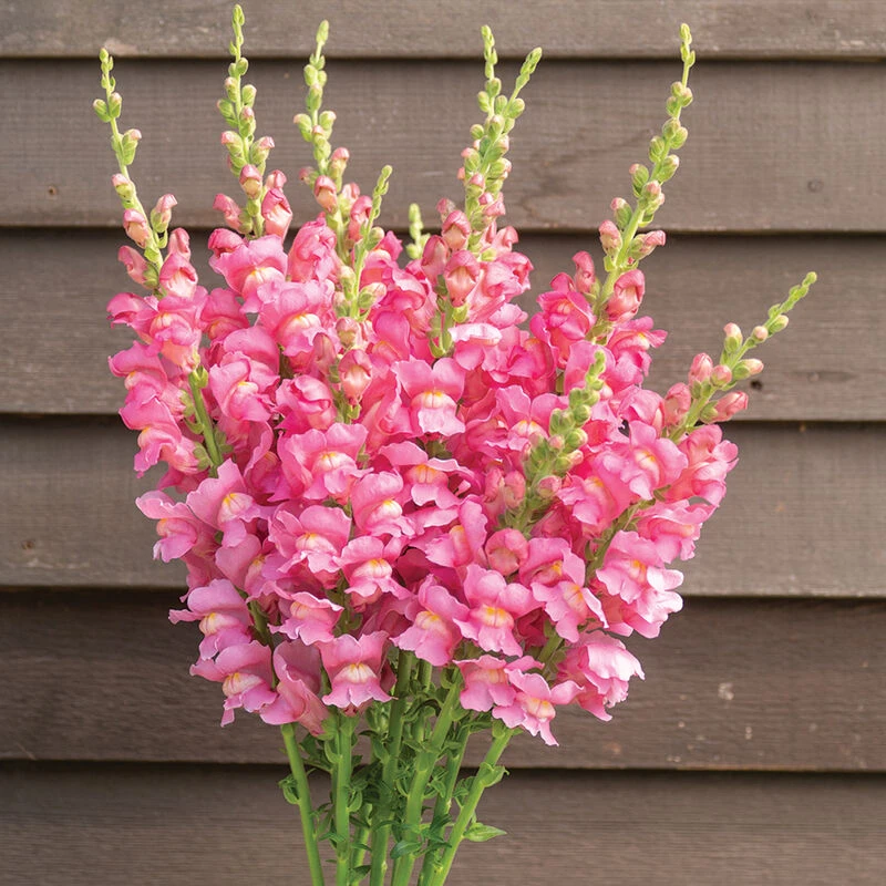 Costa Rose II 3 Costa Rose II