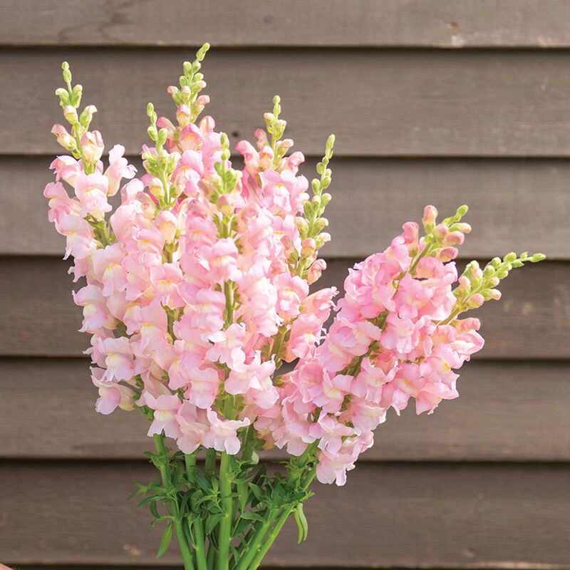 Costa Light Rose II 3 Costa Light Rose II