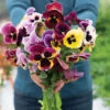Aalsmeer King Size Mix -Garden Seed Shop 04931 01 aslsmeer king size mix viola