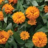 Double Zahara™ Bright Orange -Garden Seed Shop 04937 01 double zahara bright orange zinnia