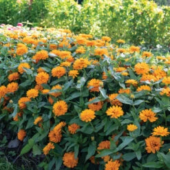 Double Zahara™ Bright Orange -Garden Seed Shop 04937 02 double zahara bright orange zinnia