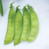 Oregon Sugar Pod II -Garden Seed Shop 04960 01 oregon sugar pod snow pea