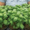 Lihi Prospera® Active DMR -Garden Seed Shop 05468g 01 lihi prospera basil