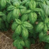 Mia Prospera® Active DMR -Garden Seed Shop 05877g 01 mia prospera basil