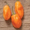Habanero -Garden Seed Shop 0598g 01 habanero