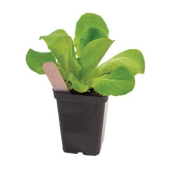 Polypro 2.5" Insert Pots – Black, 8 Count -Garden Seed Shop 06357 02 polypro black pot