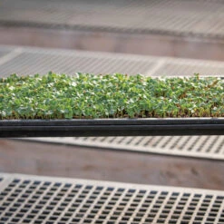 Microgreens Reservoir Tray -Garden Seed Shop 06797 03 microgreensgrowingtray