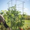 Tomato Cages – 48"
