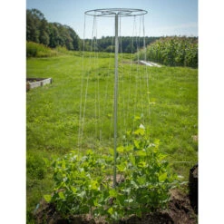 Bean Tower – 60" -Garden Seed Shop 07540 04 beantower