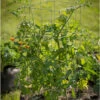 Tomato Cages – 40" 1 Tomato Cages – 40" -Garden Seed Shop 07547 01 tomatocage 40in