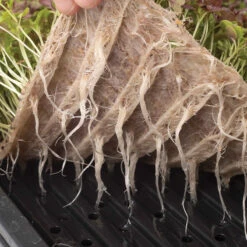 Terrafibre Hemp Grow Mats, 10" X 20" – 140 Count -Garden Seed Shop 07549 03 10 20terrafibremat