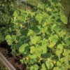Cucumber Trellis β 48" 2 Cucumber Trellis β 48" -Garden Seed Shop 07555 01 cucumbertrellis