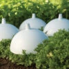 Blanching Cap -Garden Seed Shop 07698 02 blanching cap