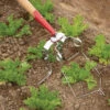 Spring Hoe – 3.5" -Garden Seed Shop 07923 01 springhoe