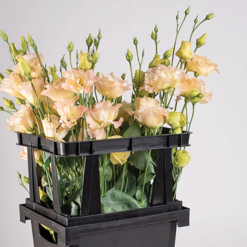 Florida Topframe 3 Florida Topframe