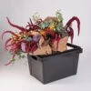 Valencia Container – 25 Cm -Garden Seed Shop 07929 01 valencia25container