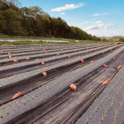 Black Weed Fabric – 4' X 100'