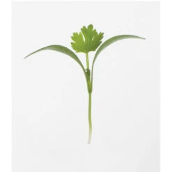 Cilantro -Garden Seed Shop 0919m 01 cilantro