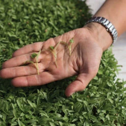 Cilantro -Garden Seed Shop 0919m 02 cilantro