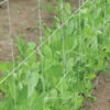 Trellis Plus – 5' X 60' -Garden Seed Shop 09583 03 trellispluspeas