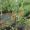 Tomato Twine – 1,000' -Garden Seed Shop 09834 01 tomtwine