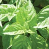 Nufar 2 Nufar -Garden Seed Shop 2178gp 01 nufarbasil.opy