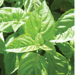 Nufar -Garden Seed Shop 2178gp 01 nufarbasil catcopy