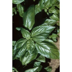 Aroma 2 -Garden Seed Shop 2946g 01 aroma2